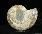 Inch Cleoniceras Ammonite (Half) #771-1